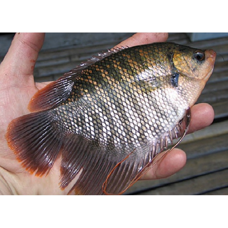 Giant Gourami “Osphronemus gourami”