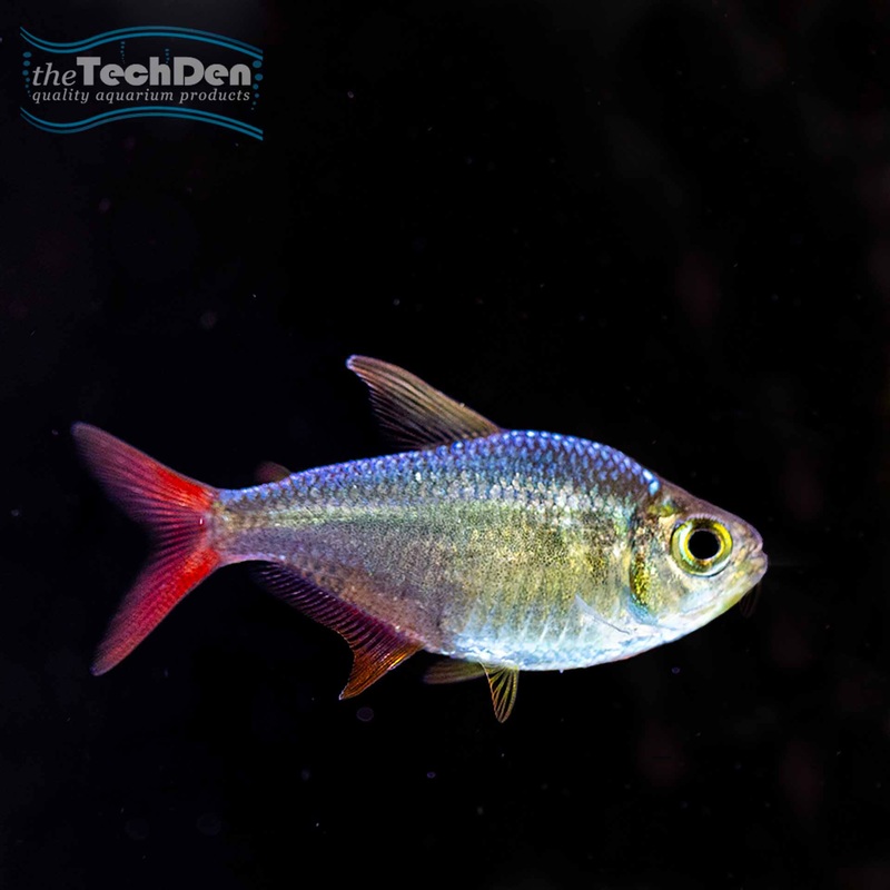 Red Blue Colombian Tetra – (No Online Purchases)