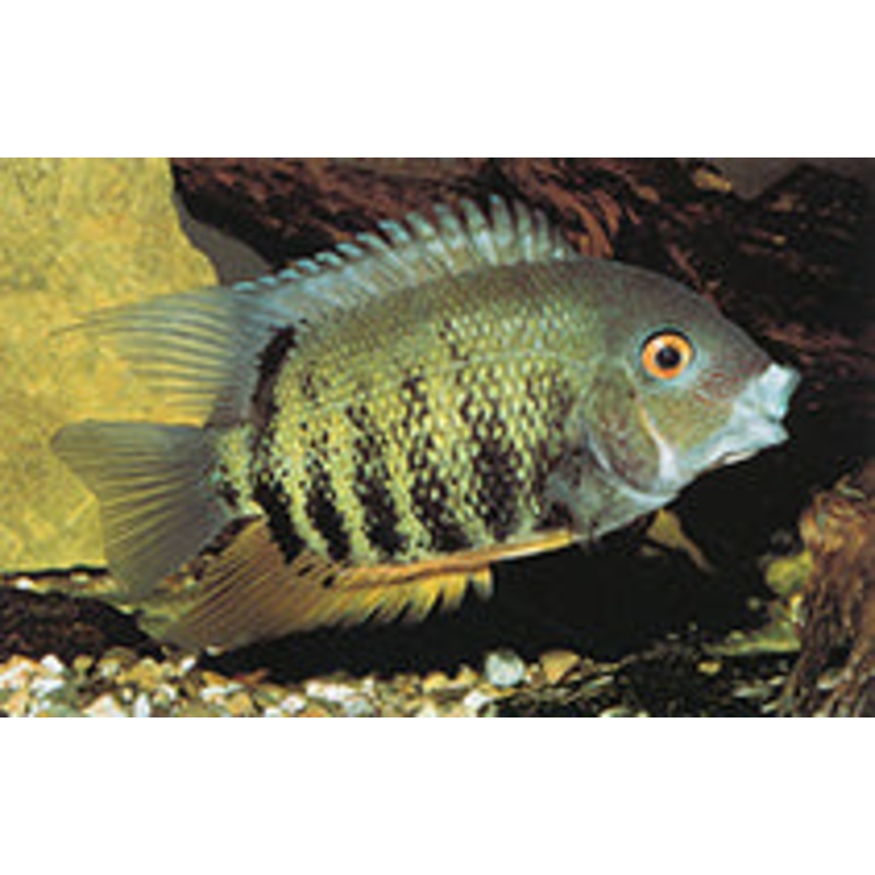 Red Necked Severum