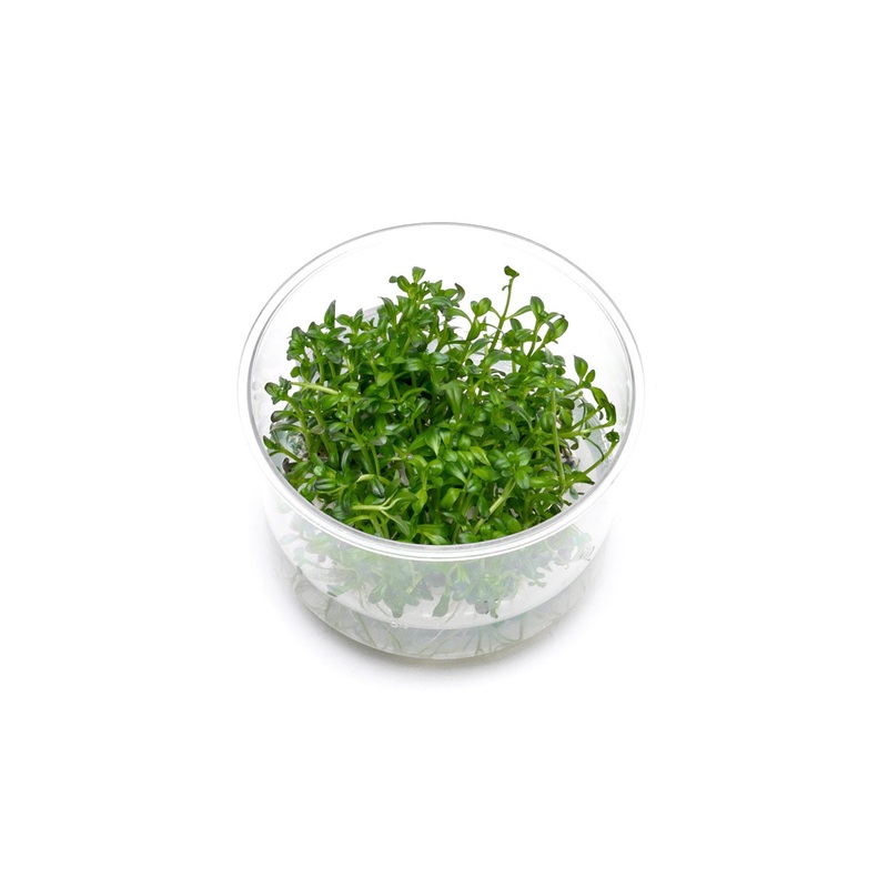 Rotala Sunset Tissue Culture