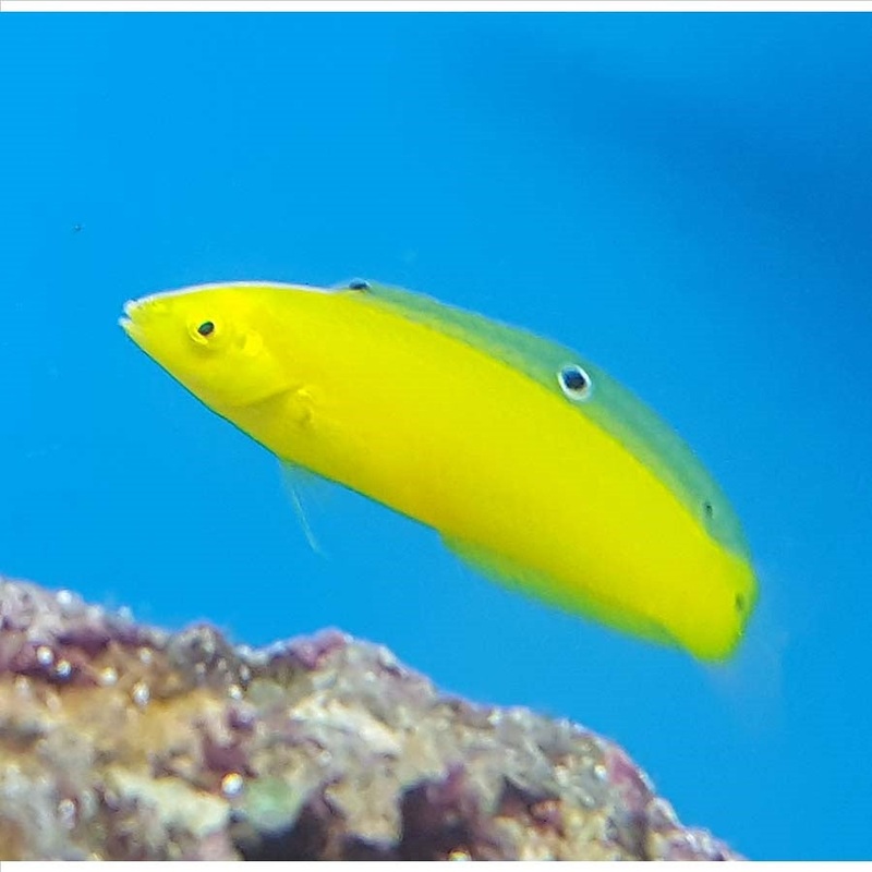 Banana Wrasse – (No Online Purchases)