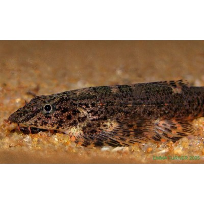 Green Lizard Loach (Homalopteroides smithi)