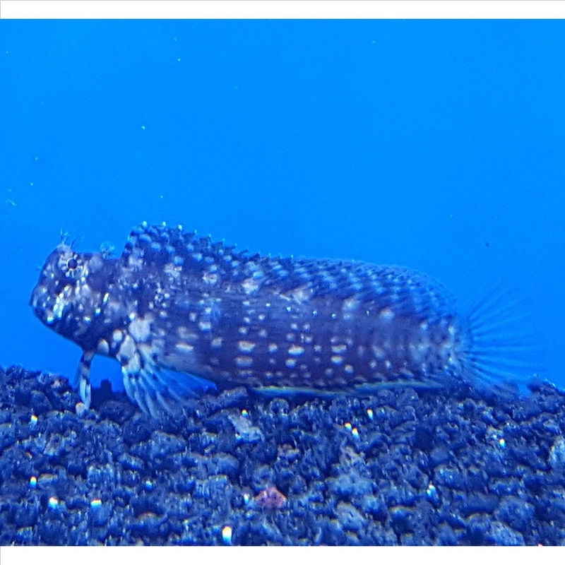 Lawnmower Blenny – (No Online Purchases)