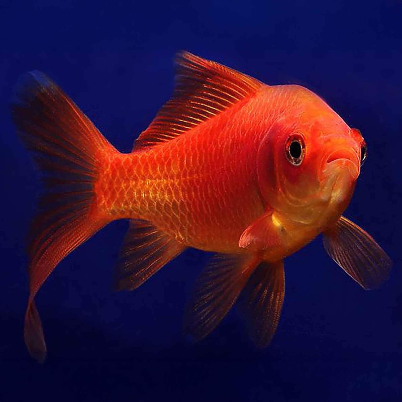 Comet 15cm X-Large – (No Online Purchases)