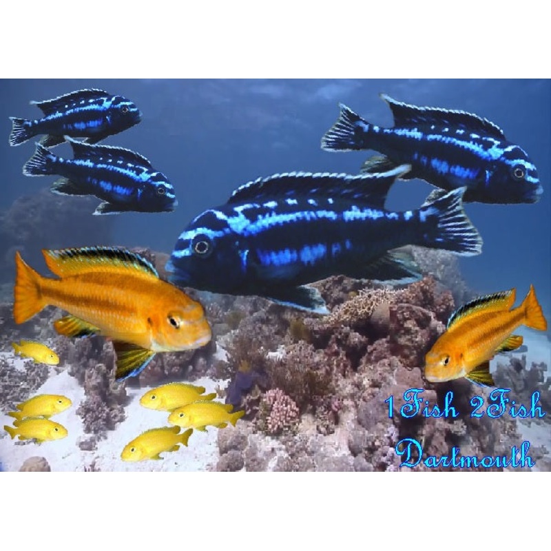Electric Blue Johanni “Melanochromis johannii”