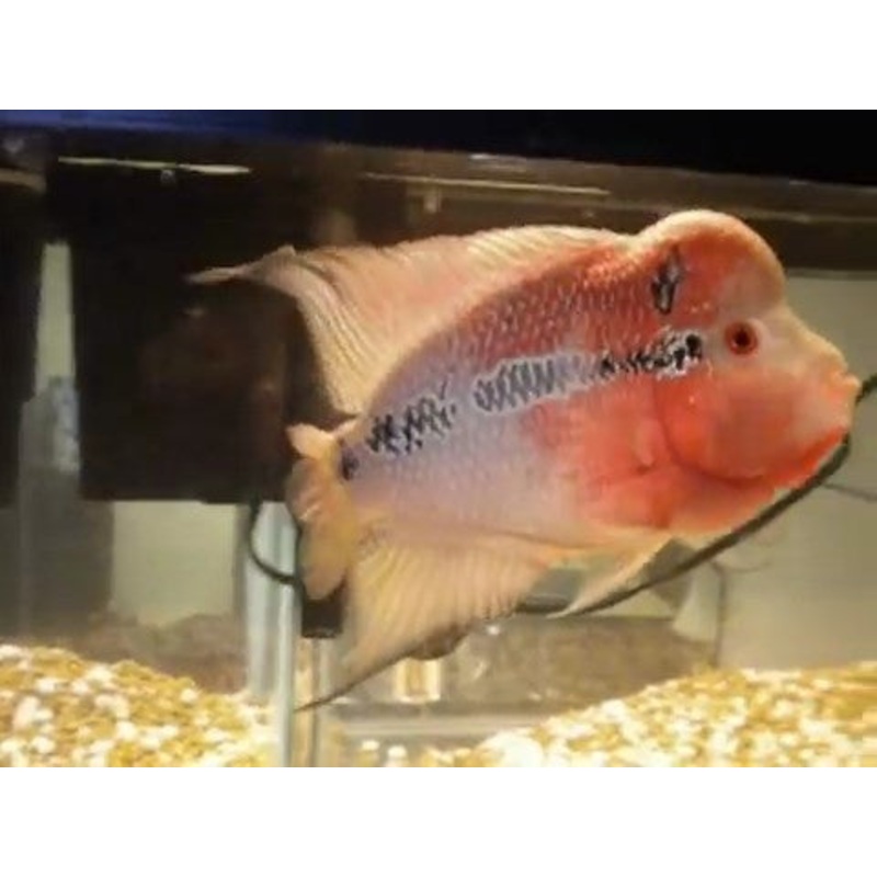 FH Red Lion Monsterkok – “Cichlasoma sp. “