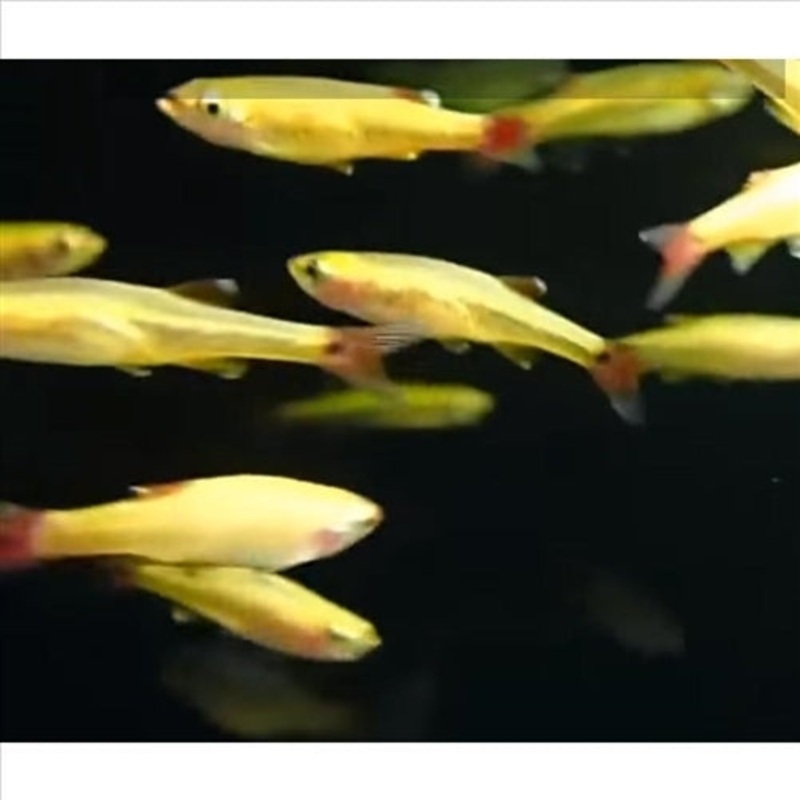 Gold White Cloud – (No Online Purchases)