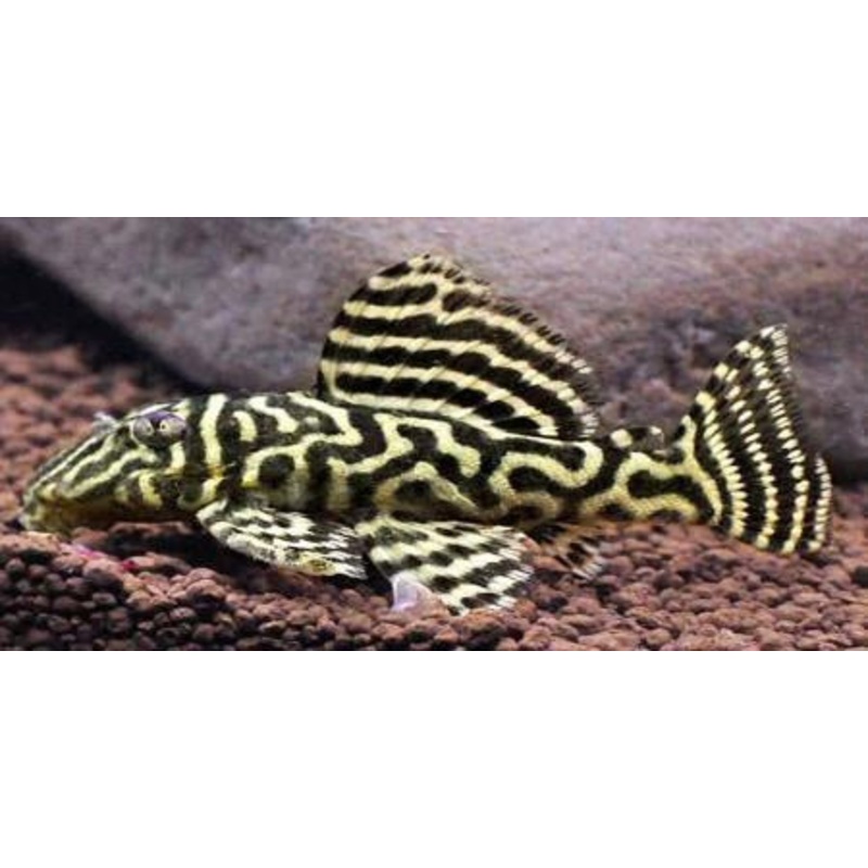 L340 Mega Clown Pleco