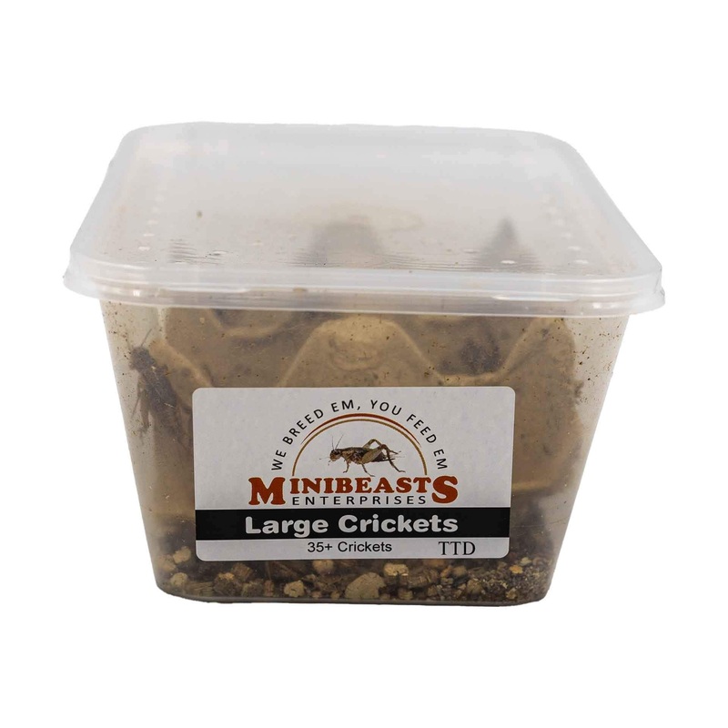 Minibeasts Crickets – Large – Live Food – In Store Pick Up Only