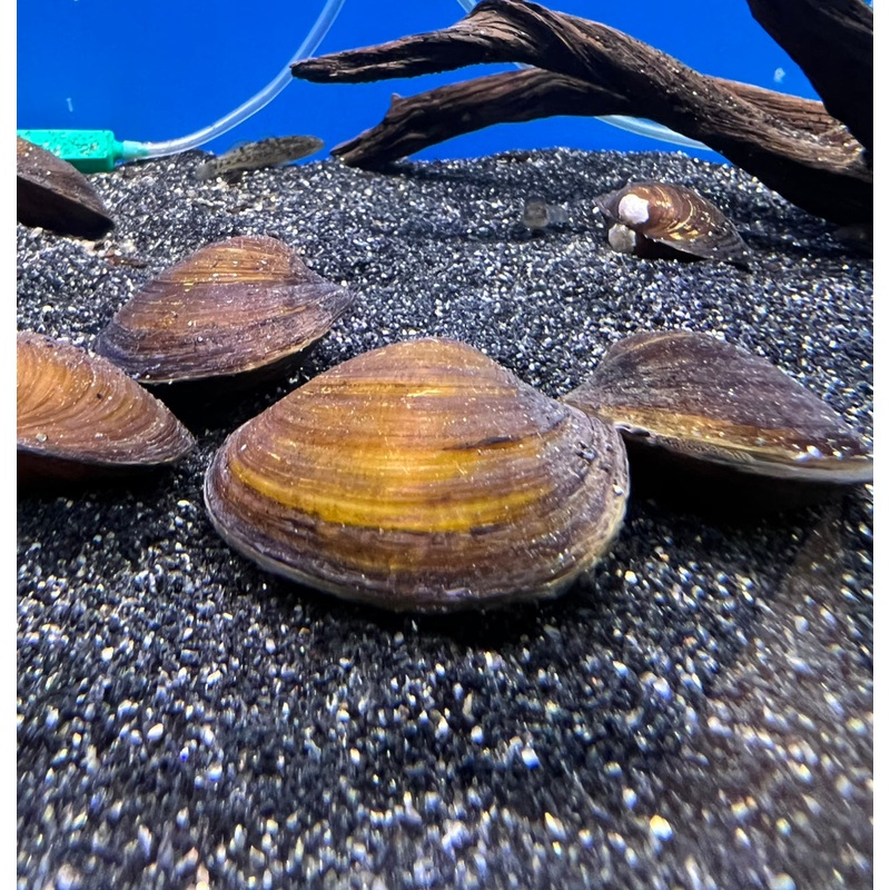 Freshwater Mussel (No Online Purchases)