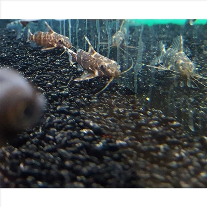 Upside Down Catfish – (No Online Purchases)