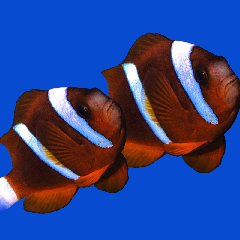 Barrier Reef Clownfish PAIR – (No Online Purchases)