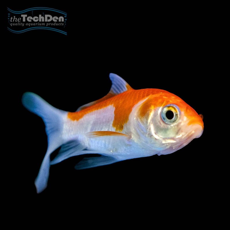 Comet 12cm Large – (No Online Purchases)