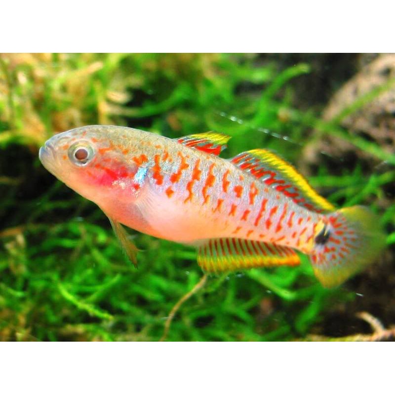 Peacock Gudgeon “Tateurndina ocellicauda”