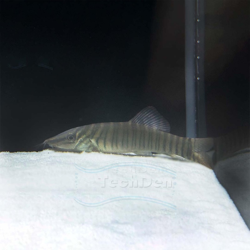 Tiger Loach (S. Hymenophysa) – (No Online Purchases)