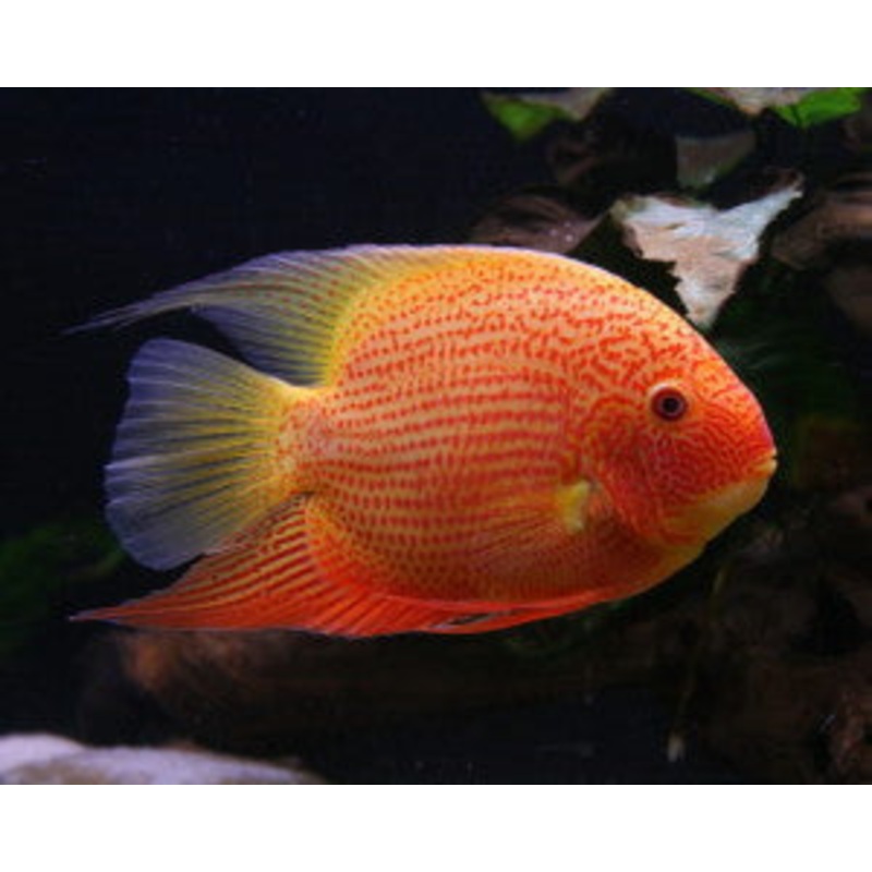 Gold & Red Spotted Severum “Heros severus”