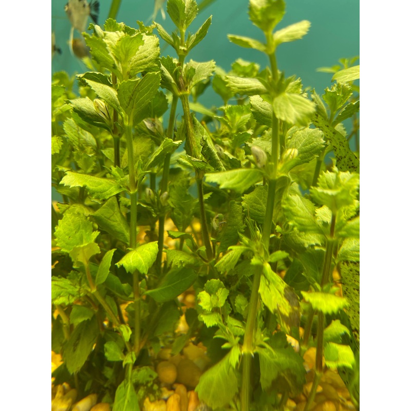 Water Wisteria Aquatic Plant