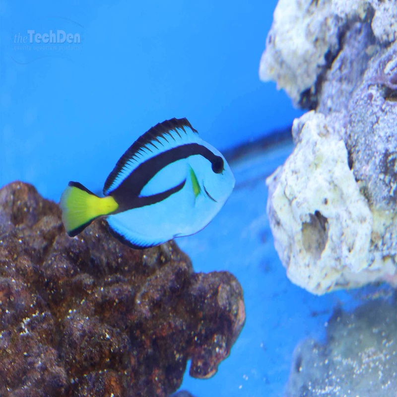 Blue Tang – (No Online Purchases)