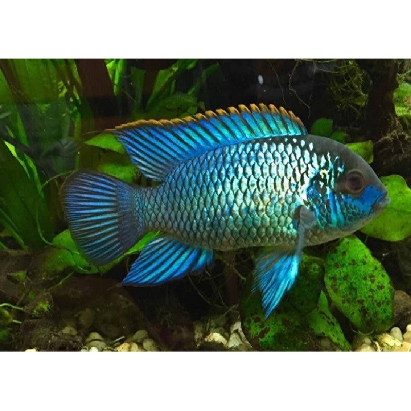 Electric Blue Acara “Andinoacara pulcher”