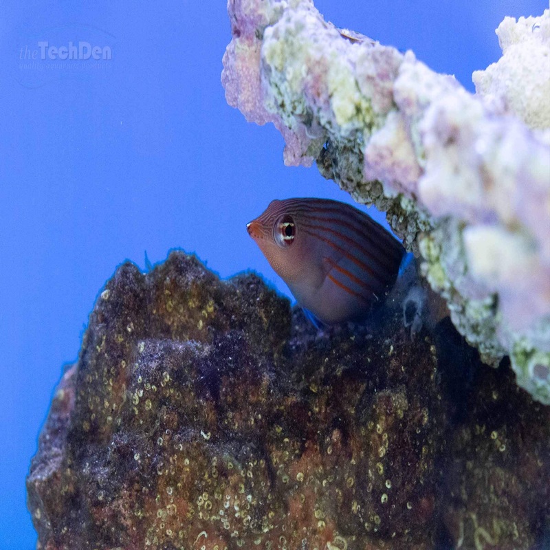 Six Line Wrasse – (No Online Purchases)