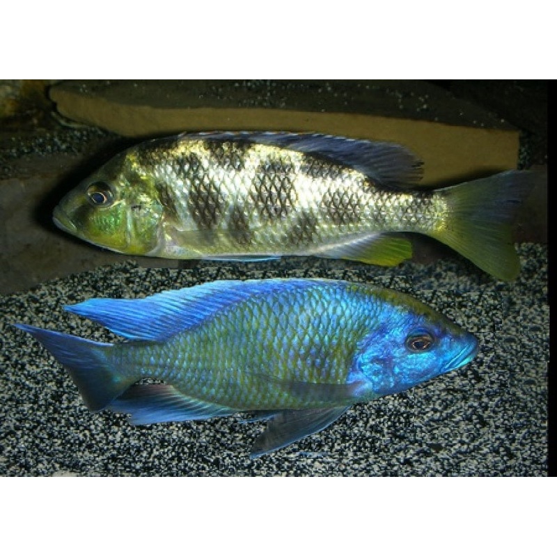 Venustus Cichlid “venustus”