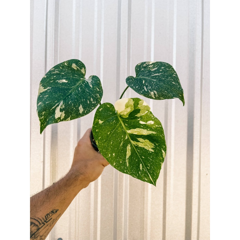 4″ Monstera ‘Thai Constellation’