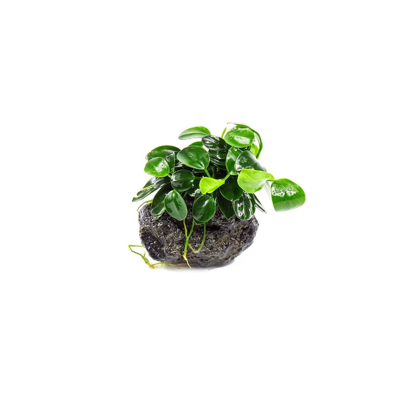 Anubias Nana Petite on Lava Stone