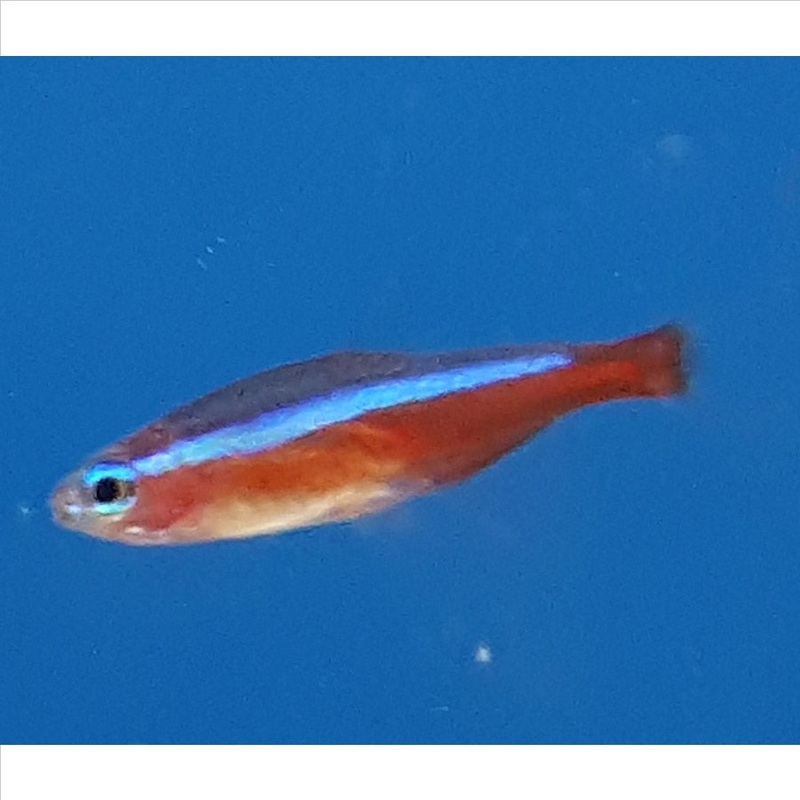 Cardinal Tetra – (No Online Purchases)