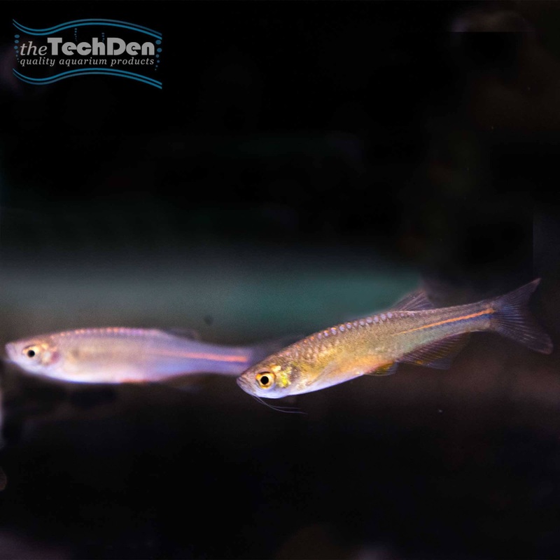 Blue Danio  – (No Online Purchases)