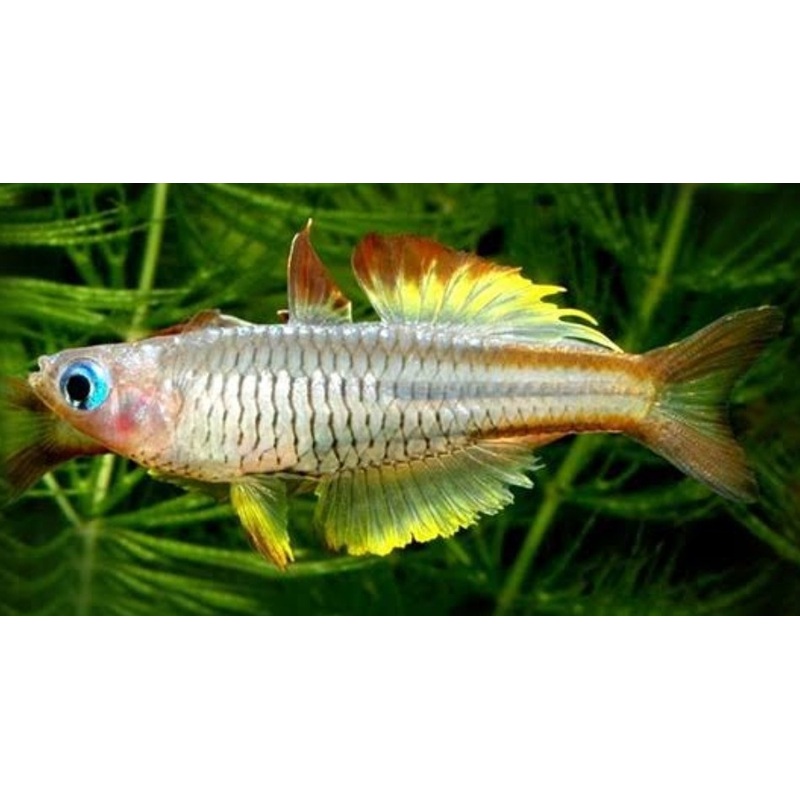 ivantsoff blue eye rainbowfish