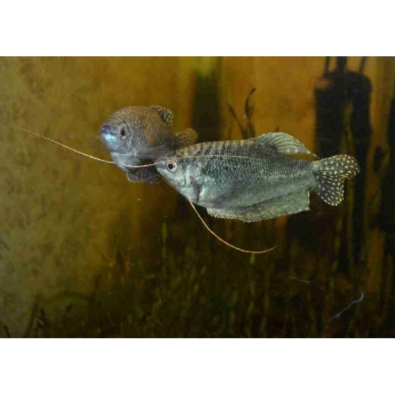 Opaline Gourami “Trichogaster trichopterus”