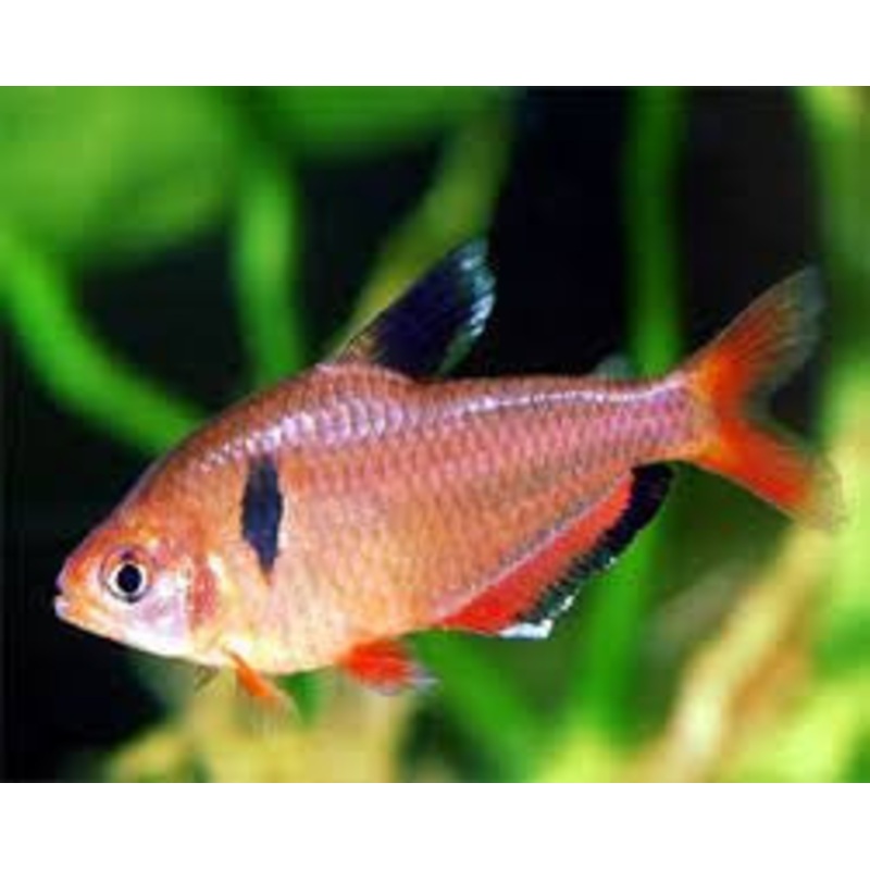 Serpae Tetra “Hyphessobrycon eques”