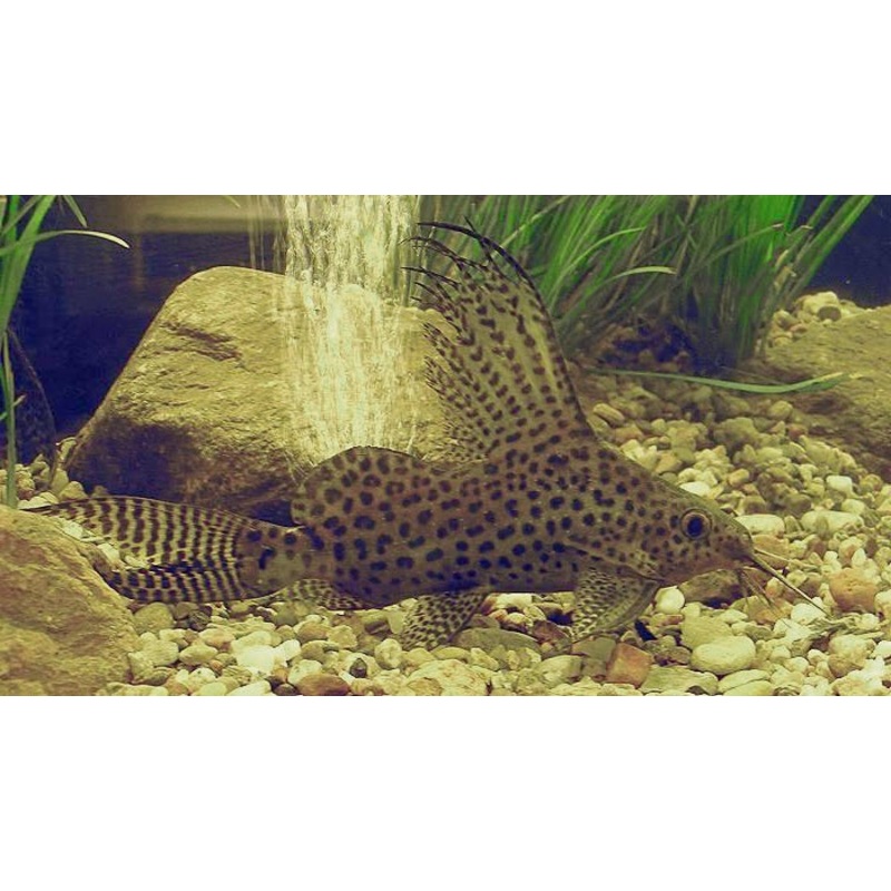 Featherfin Squeaker Catfish “Synodontis Eupterus”