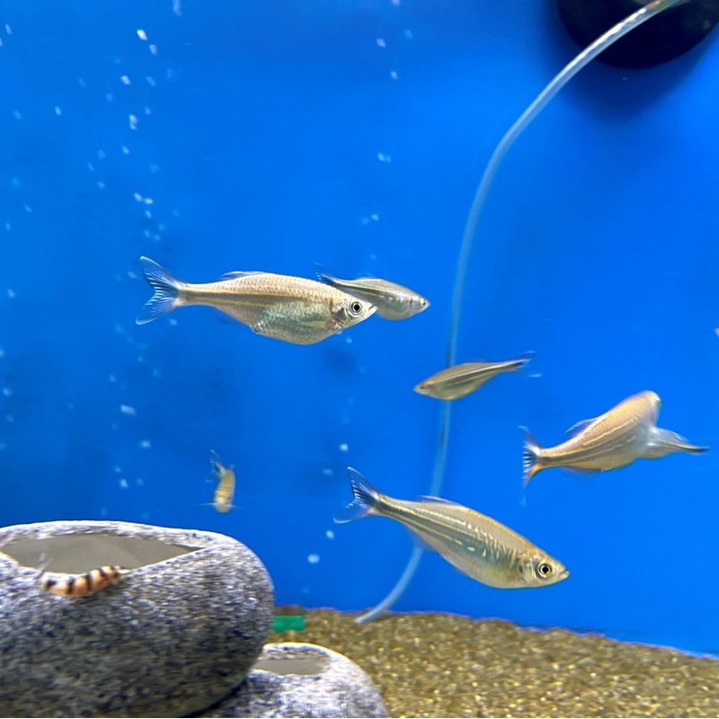 Giant Danio  – (No Online Purchases)