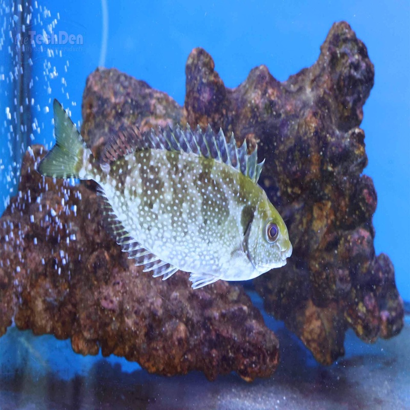 Spotted Rabbit Fish – (No Online Purchases)