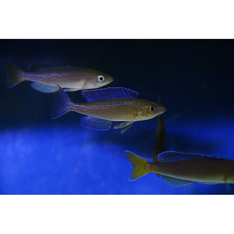 Cyprichromis Microlepidotus ‘Kigoma’