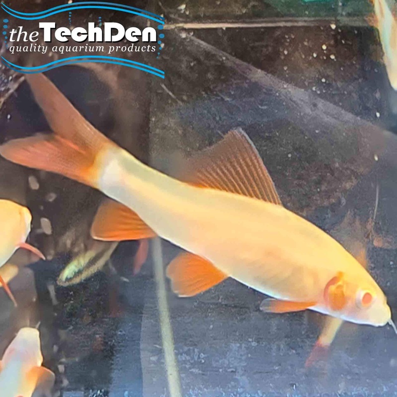 Albino Rainbow Shark – (No Online Purchases)