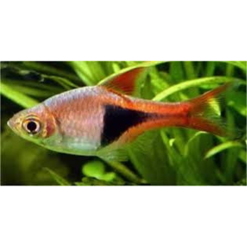 Harlequin Rasbora “Trigonostigma heteromorpha”