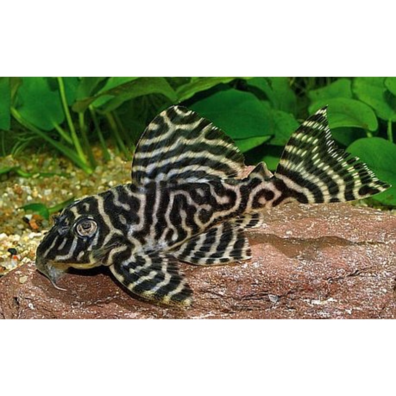 L066 – King Tiger Pleco “Hypancistrus sp.”