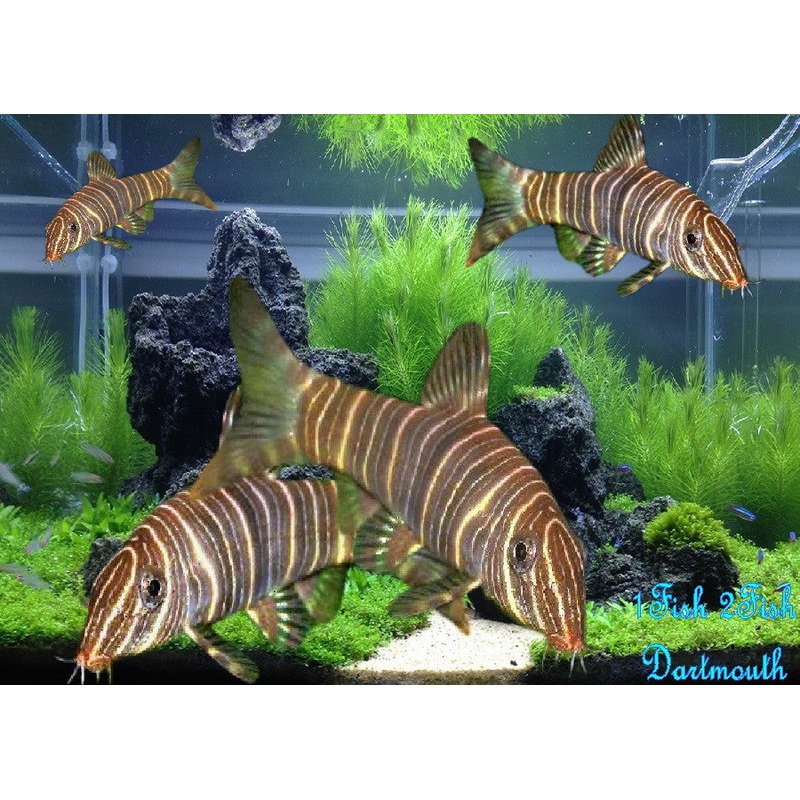 Zebra Loach “Botia striata”