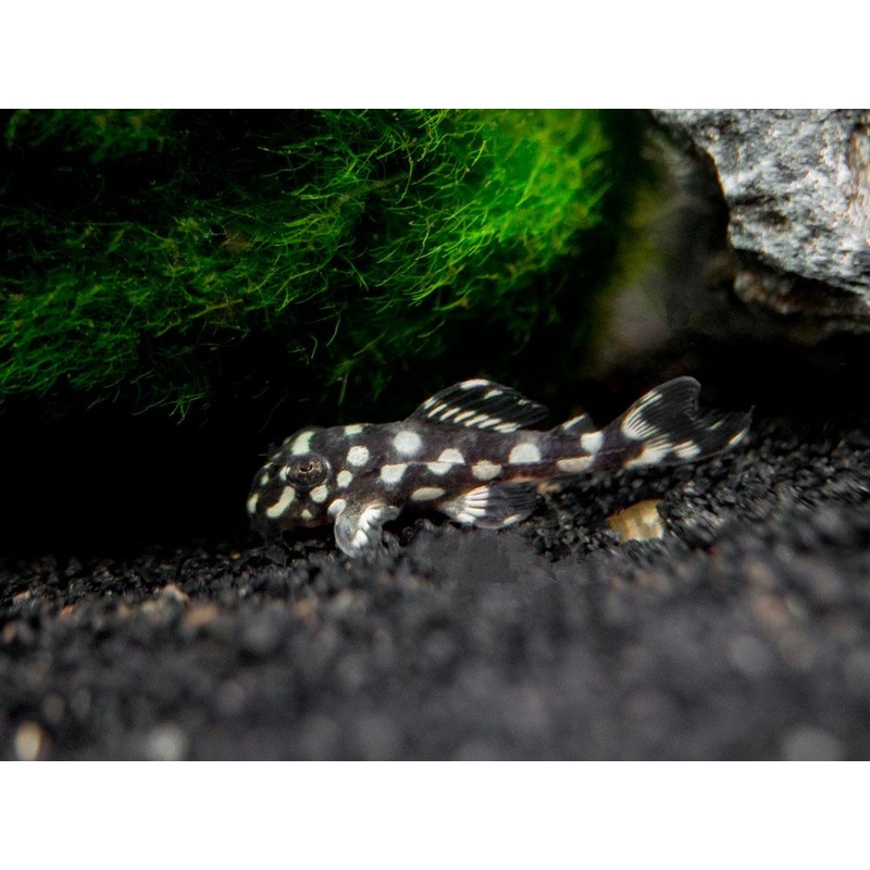 L471 White Spotted Dwarf Pleco