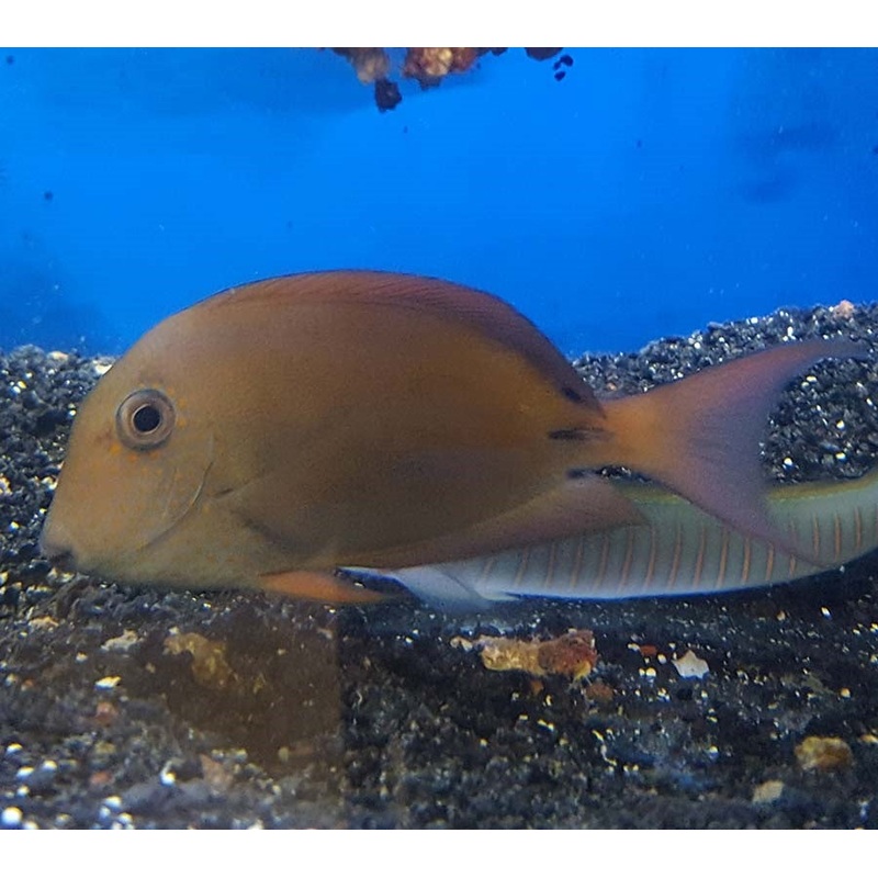 Lavender Surgeon  – (No Online Purchases)