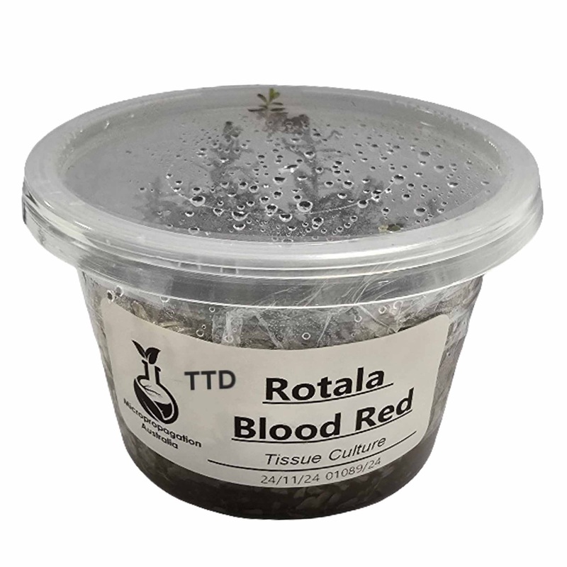 Micropropagation Australia – Rotala Blood Red – Live Plant – Tissue Culture