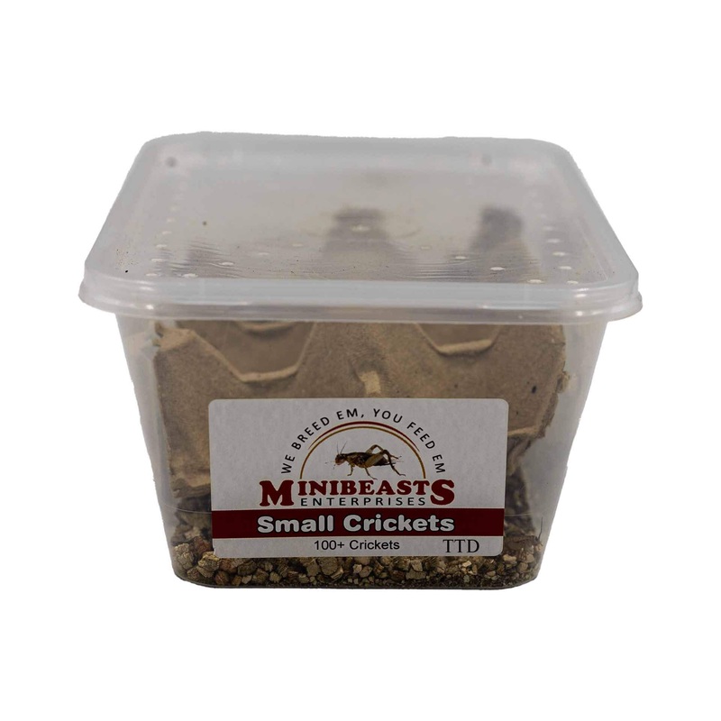 Minibeasts Crickets – Small – Live Food – In Store Pick Up Only