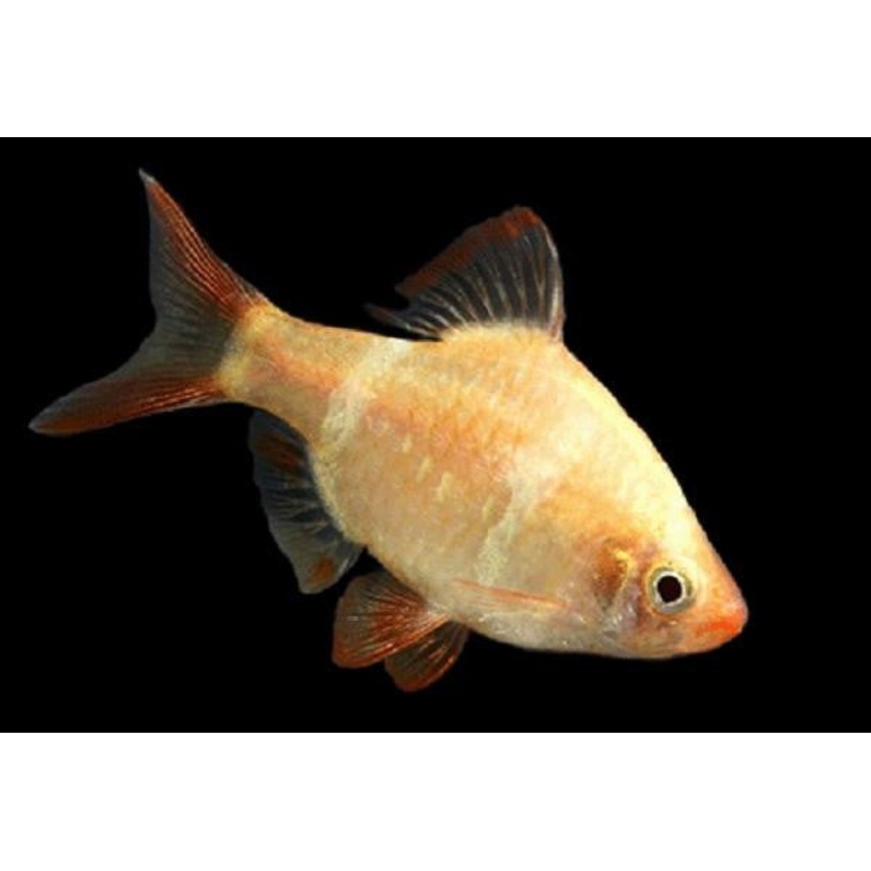 Golden Tiger Barb “Puntius tetrazona”