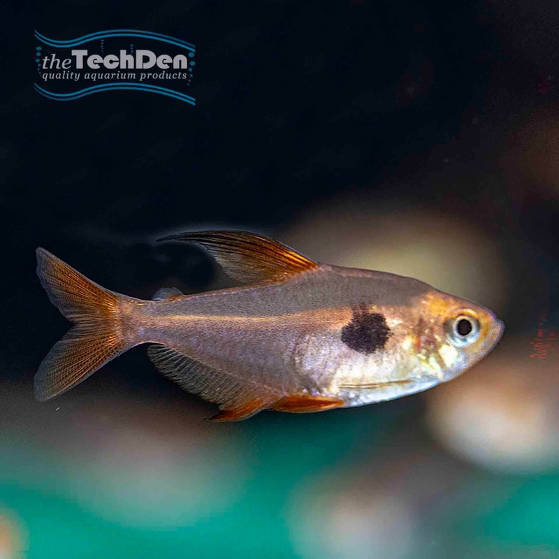 Red Phantom Tetra – (No Online Purchases)