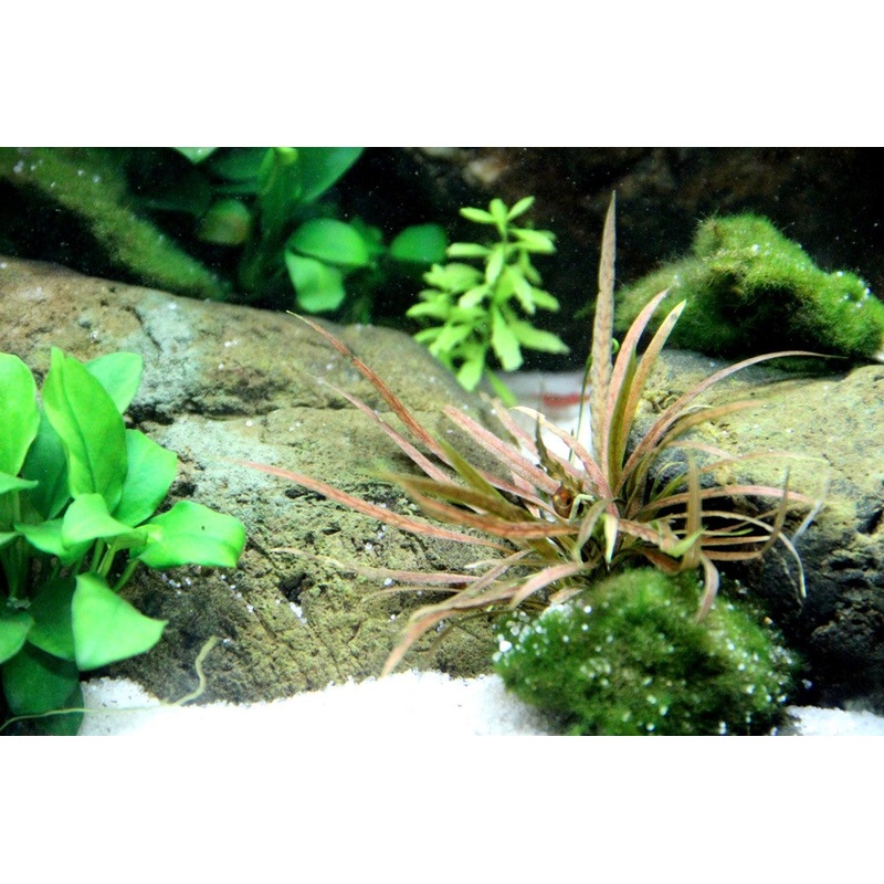 Cryptocoryne Costata