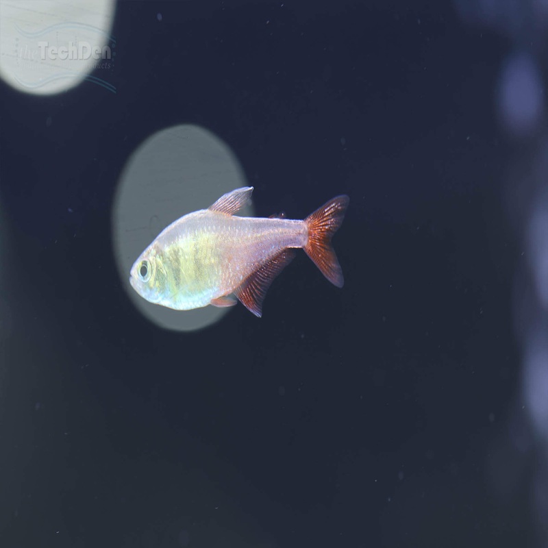 Golden Flame Tetra – (No Online Purchases)