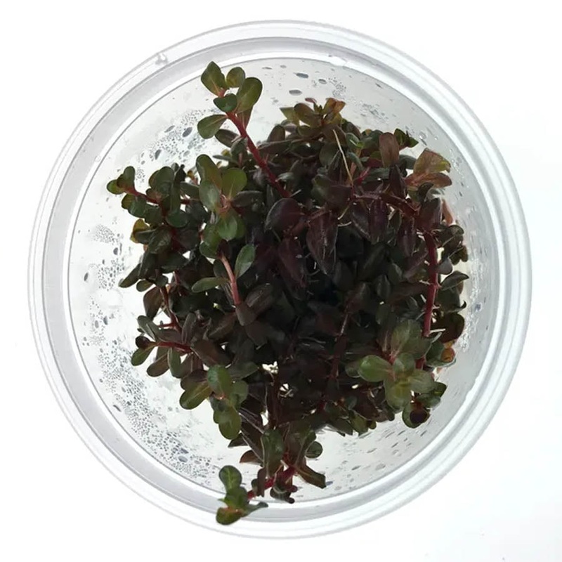 Rotala Rotundifolia ‘colorata’ – Live Plant – Tissue Culture