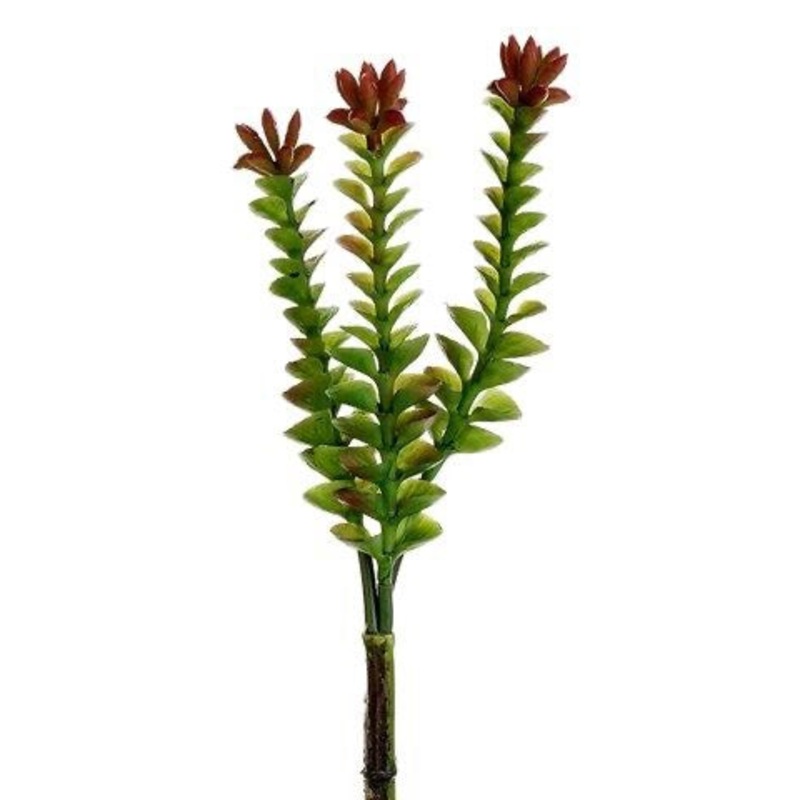 8″ Crassula Pick Green Burgundy